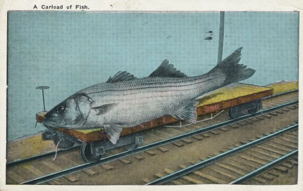 1912 Tall Tale postcard “A Carload of Fish” by J. Herman – giant fish on railroad car, classic American photomontage humour
