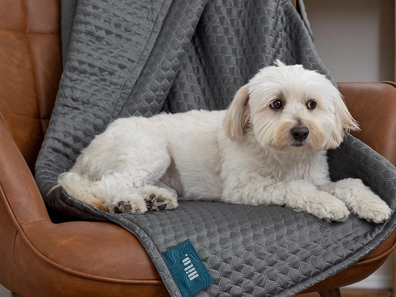 Lifestyle portrait of a poodle on a blanket, photo retouching for a crowdfunding campaign and marketplace